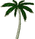 palm